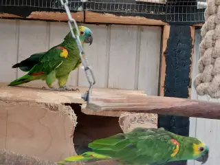 Blåpandet  Amazone par 