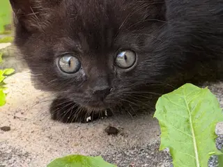 Skønne British shorthair/scottish fold killinger