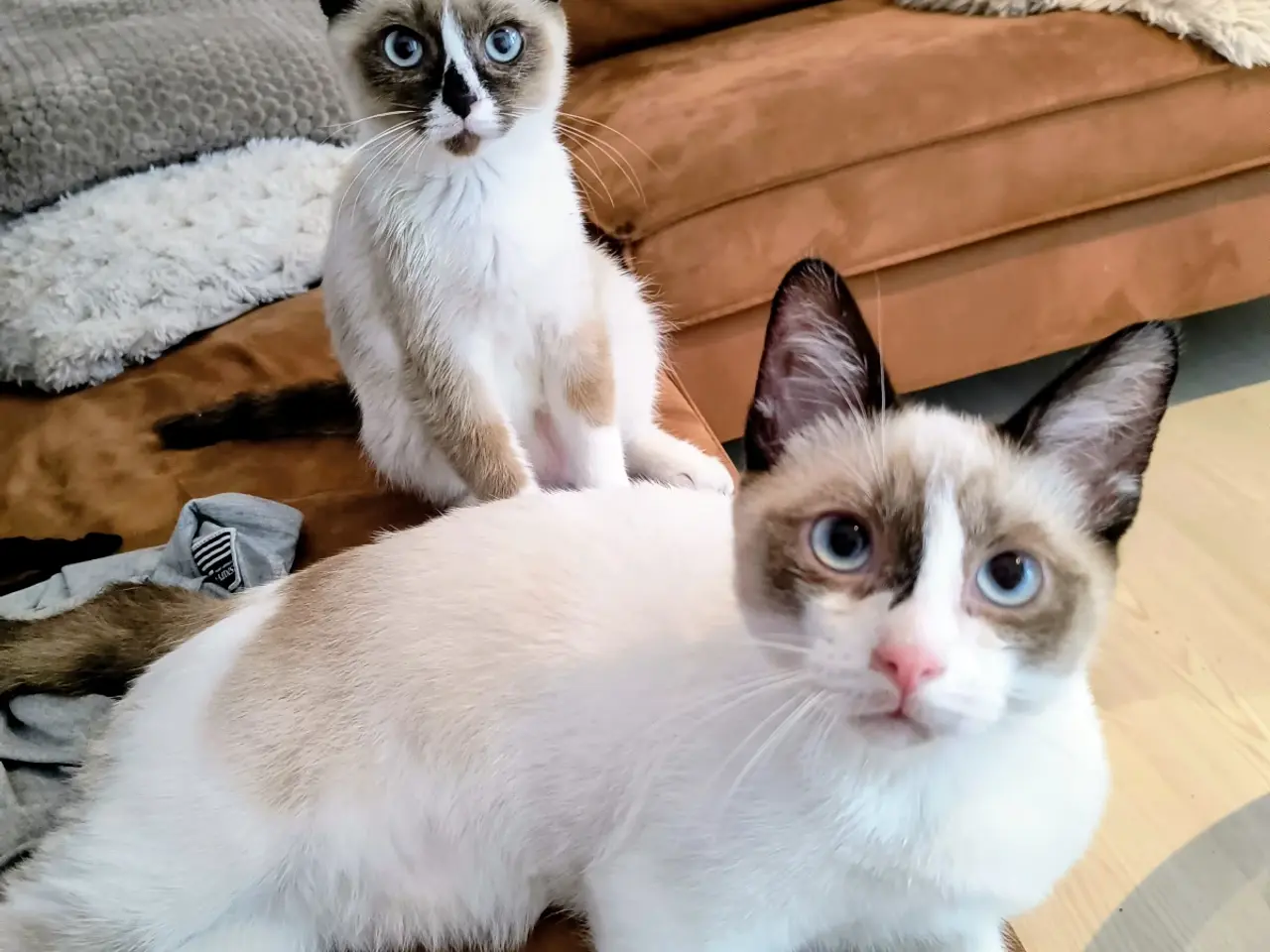 Billede 1 - Vores to smukke katte, søger nyt hjem.