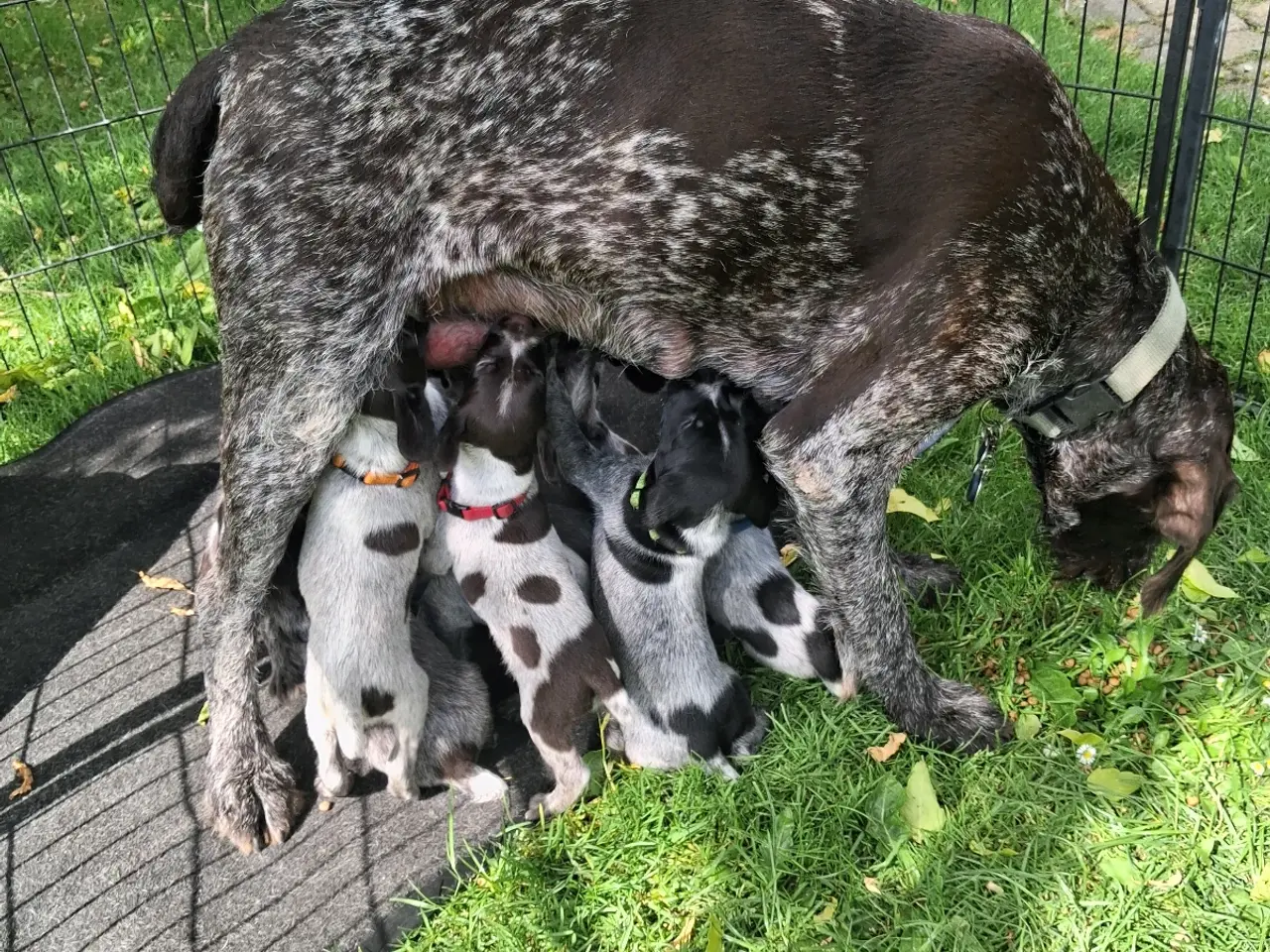 Billede 2 - Ruhåret hønsehund hvalpe 