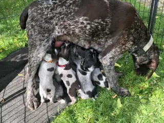 Ruhåret hønsehund hvalpe