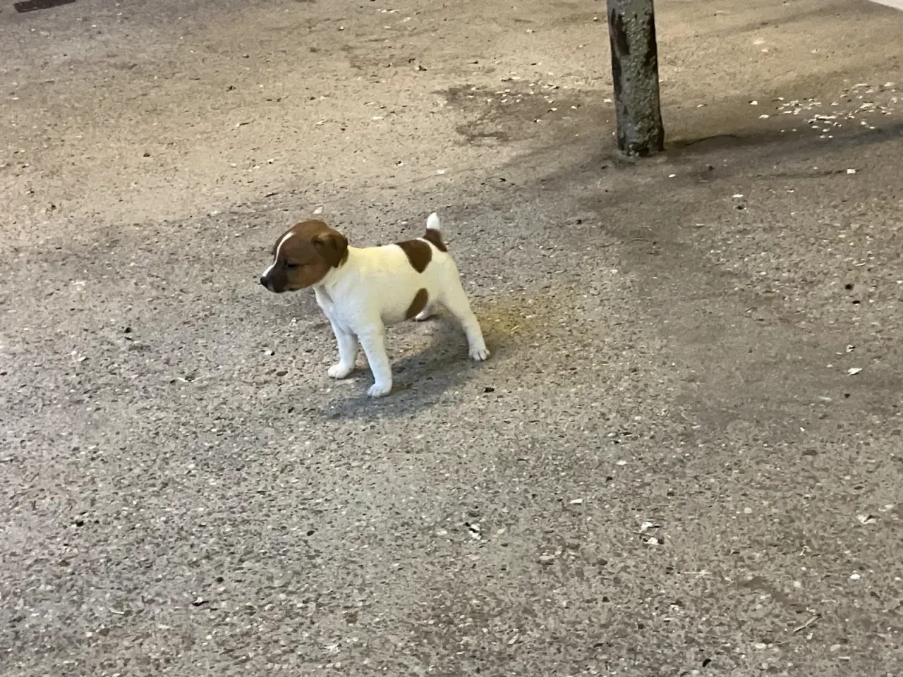 Billede 11 - Jack Russel hvalpe