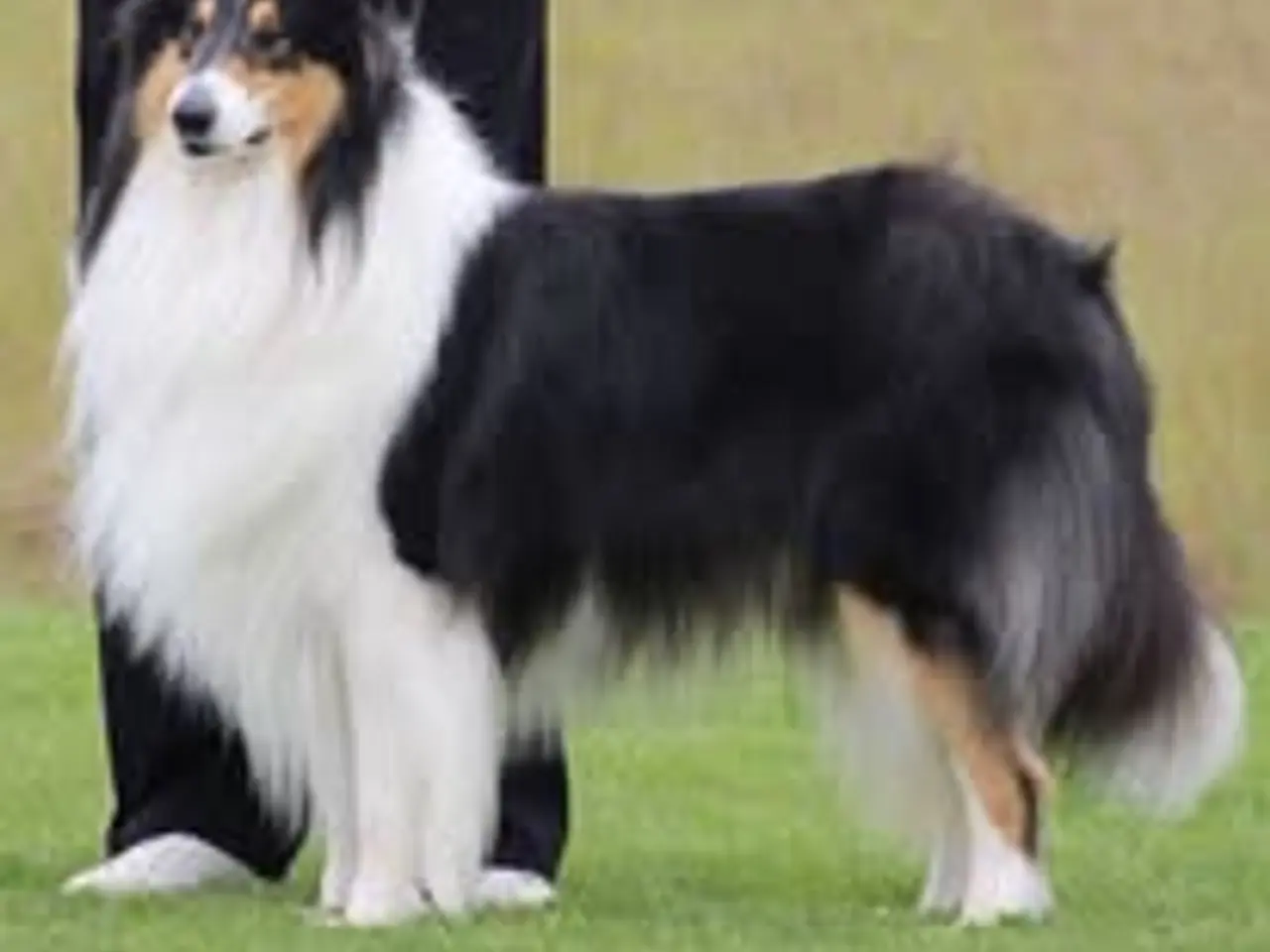 Billede 9 - 2 Collie hvalpe