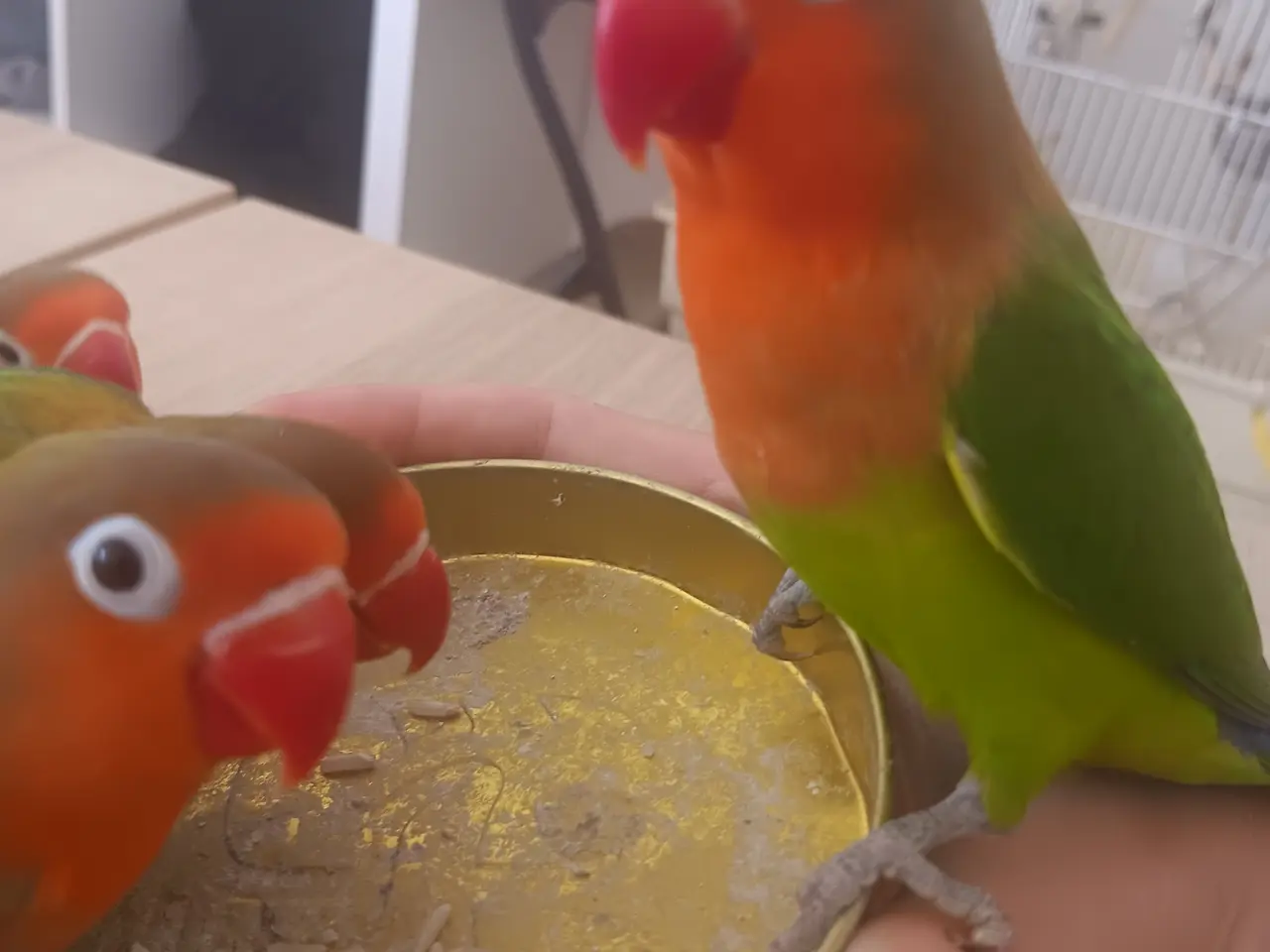Billede 3 - 3 mdr. gamle dværgpapegøjerunger sælges 500 kr.stk