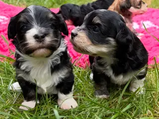 Skønneste havaneser bamser søger ny familie 🐶♥️