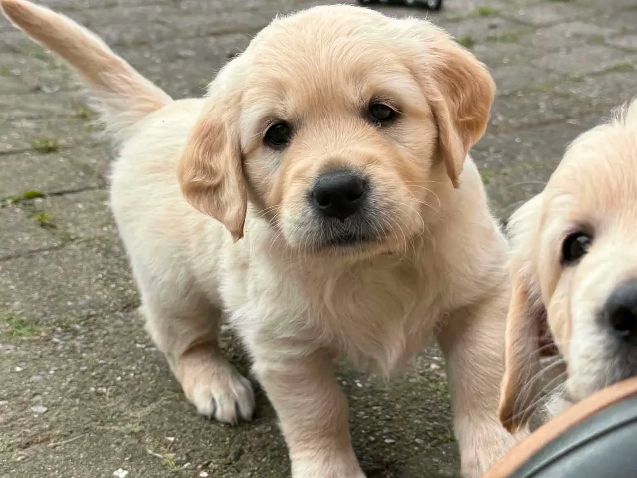 Billede 1 - Golden Retriever hvalpe