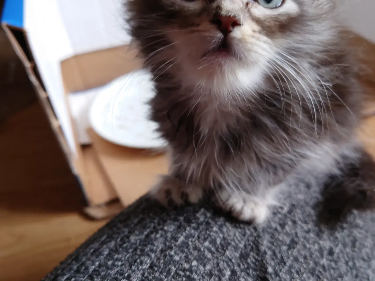 Billede 10 - Maine coon killinger, far ægte med tavle