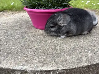 HAN Pure grey chinchilla