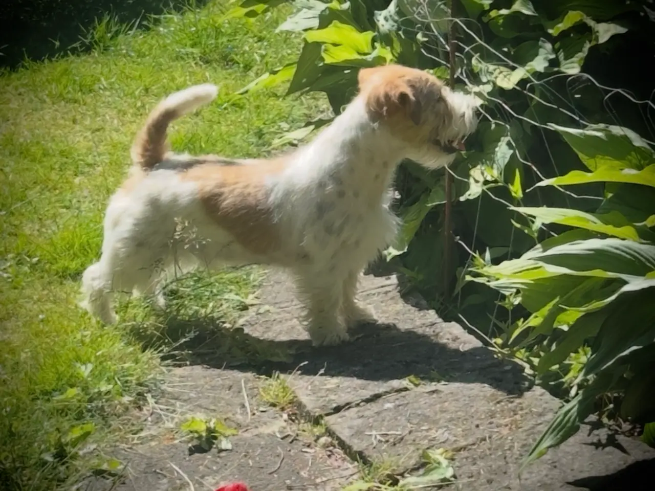 Billede 15 - 7 fine Jack russel hvalpe 🐶