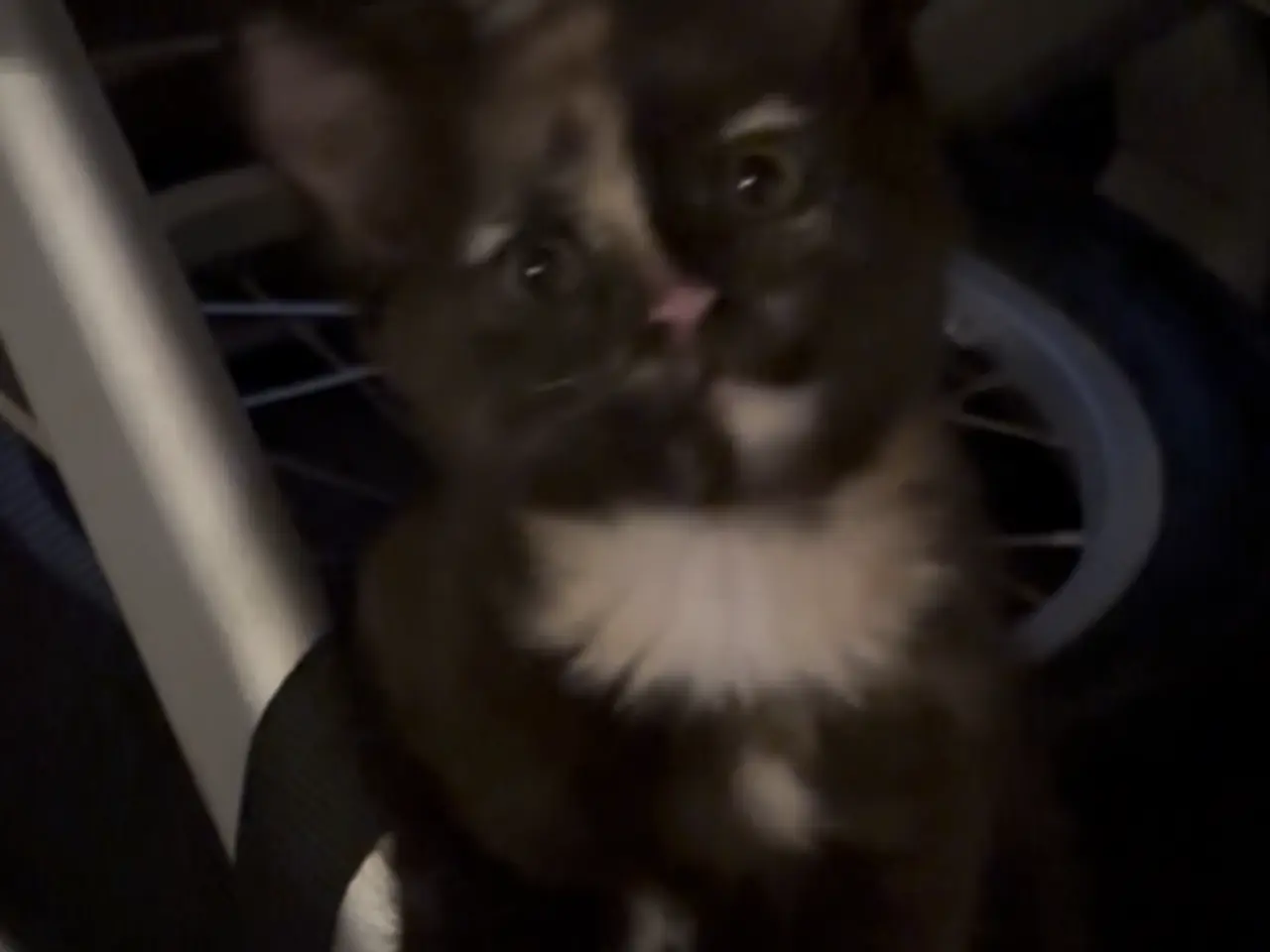 Billede 4 - Søde katte blandings killinger. 