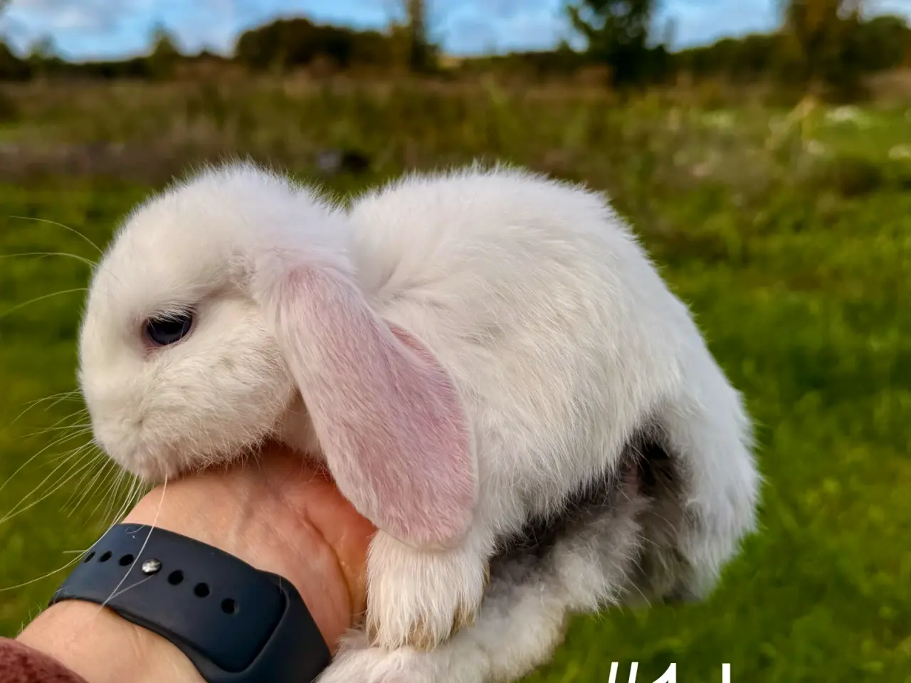 Billede 11 - 6 stk. Mini Lop unger
