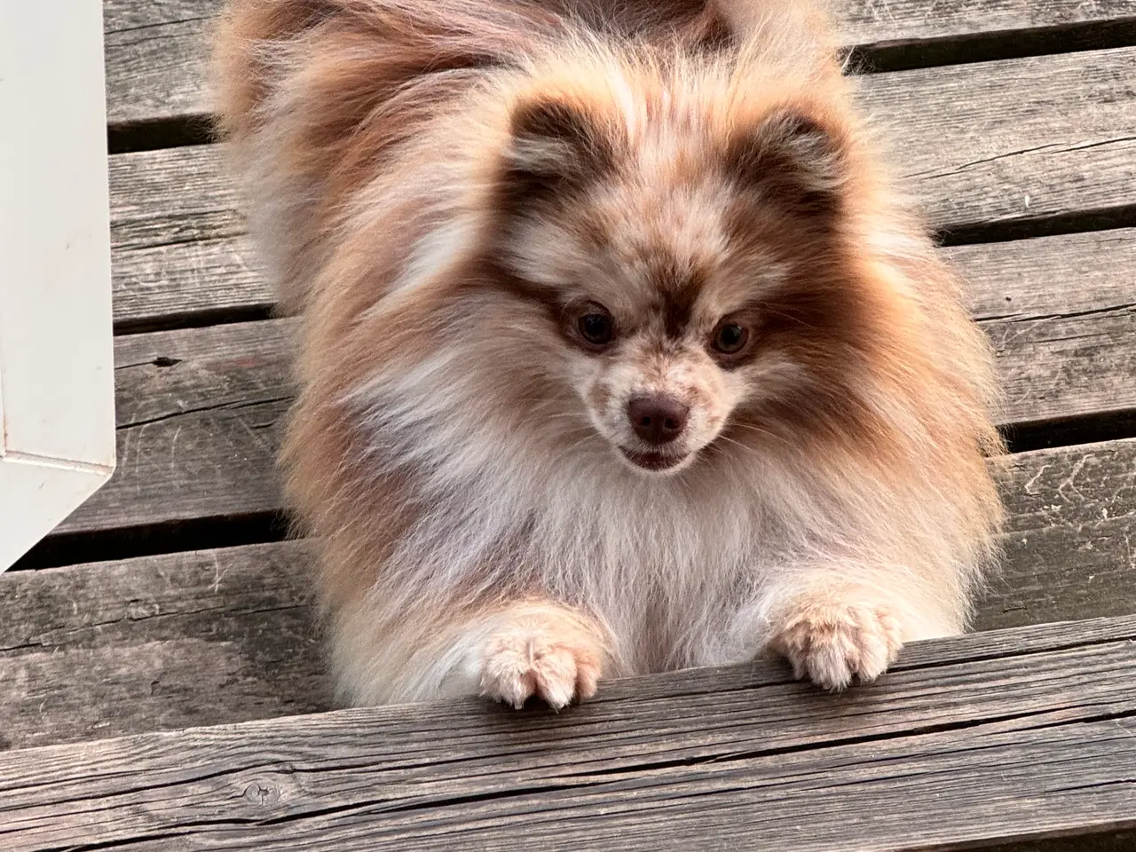 Billede 6 - Pomeranian hvalpe 