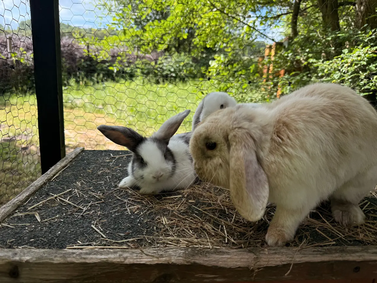 Billede 2 - Minilop dreng, 8 uger