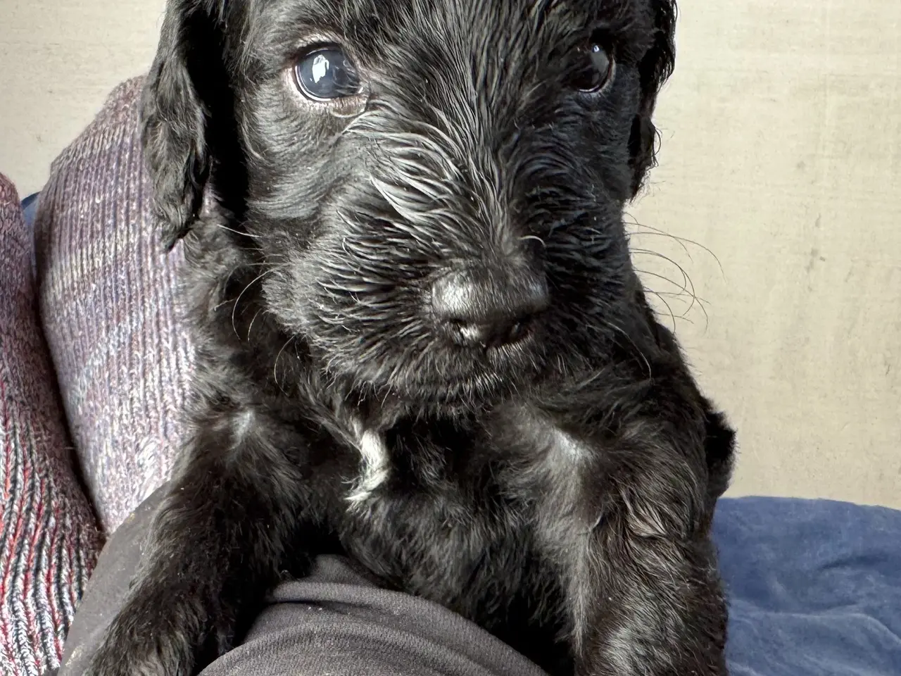 Billede 5 - Cockerdoodle / Cockapoo / Cockerpoo / Doodle hvalp