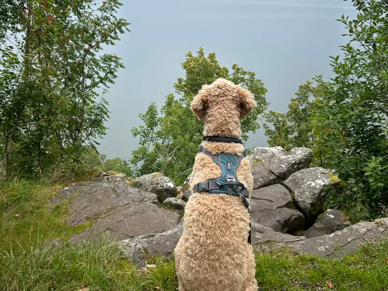 Billede 18 - Labradoodlehvalpe til 2027