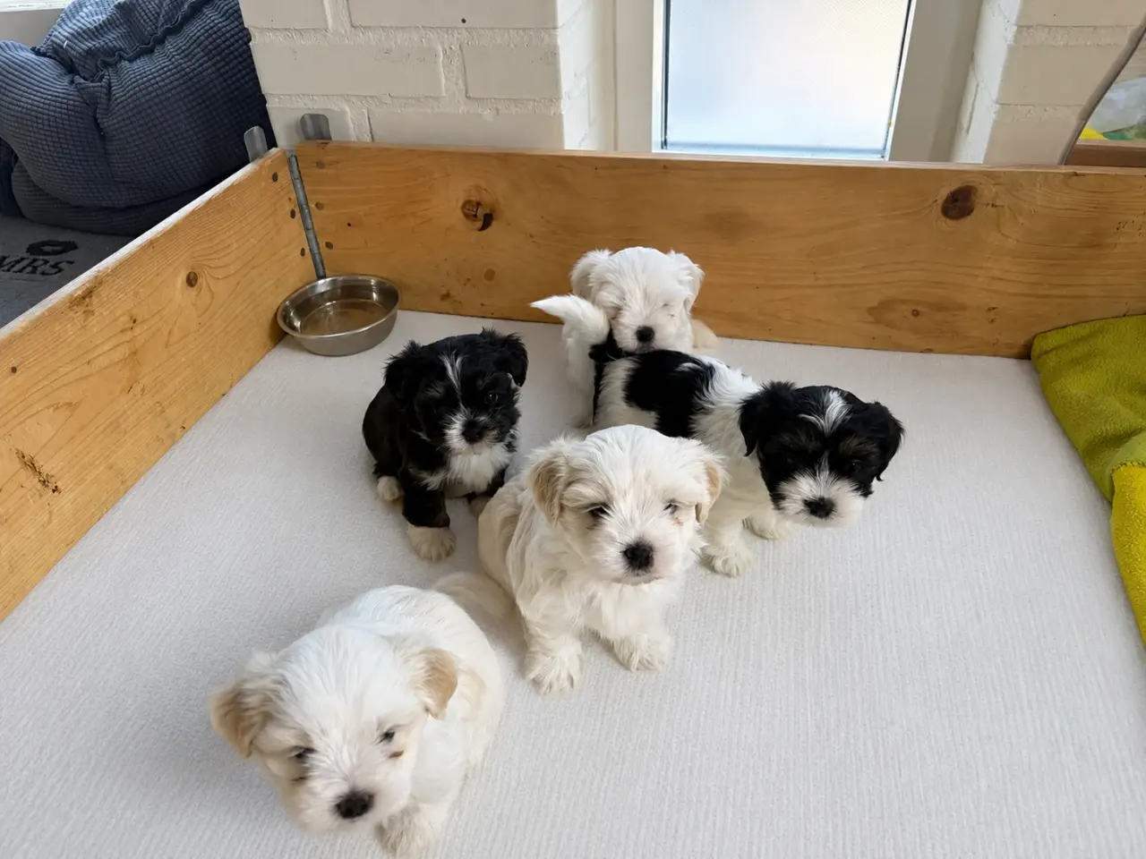 Billede 10 - 5 Søde hundehvalpe