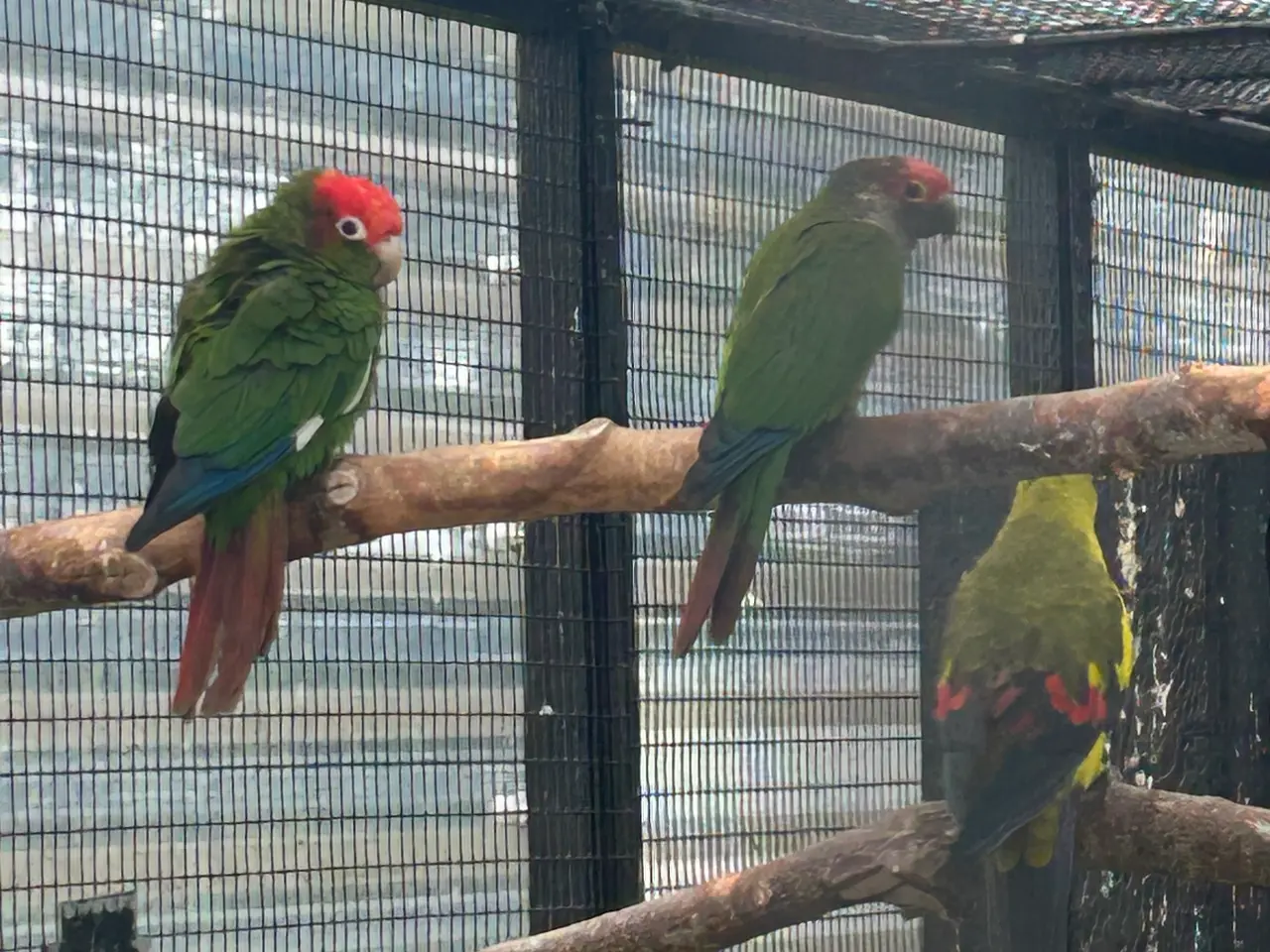 Billede 1 - Conure parakit