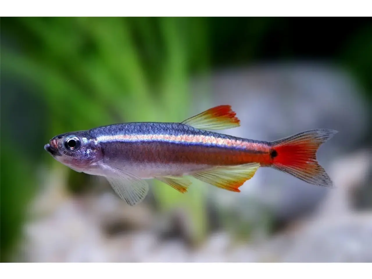 Billede 2 - 🐟 Tanichthys albonubes – Hvid Skybjerg / Kardinal