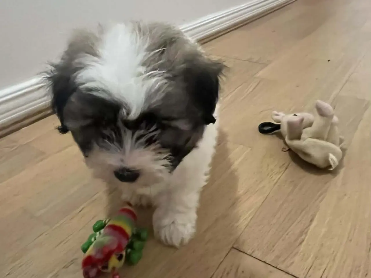 Billede 3 - Coton de tulear hvalpe