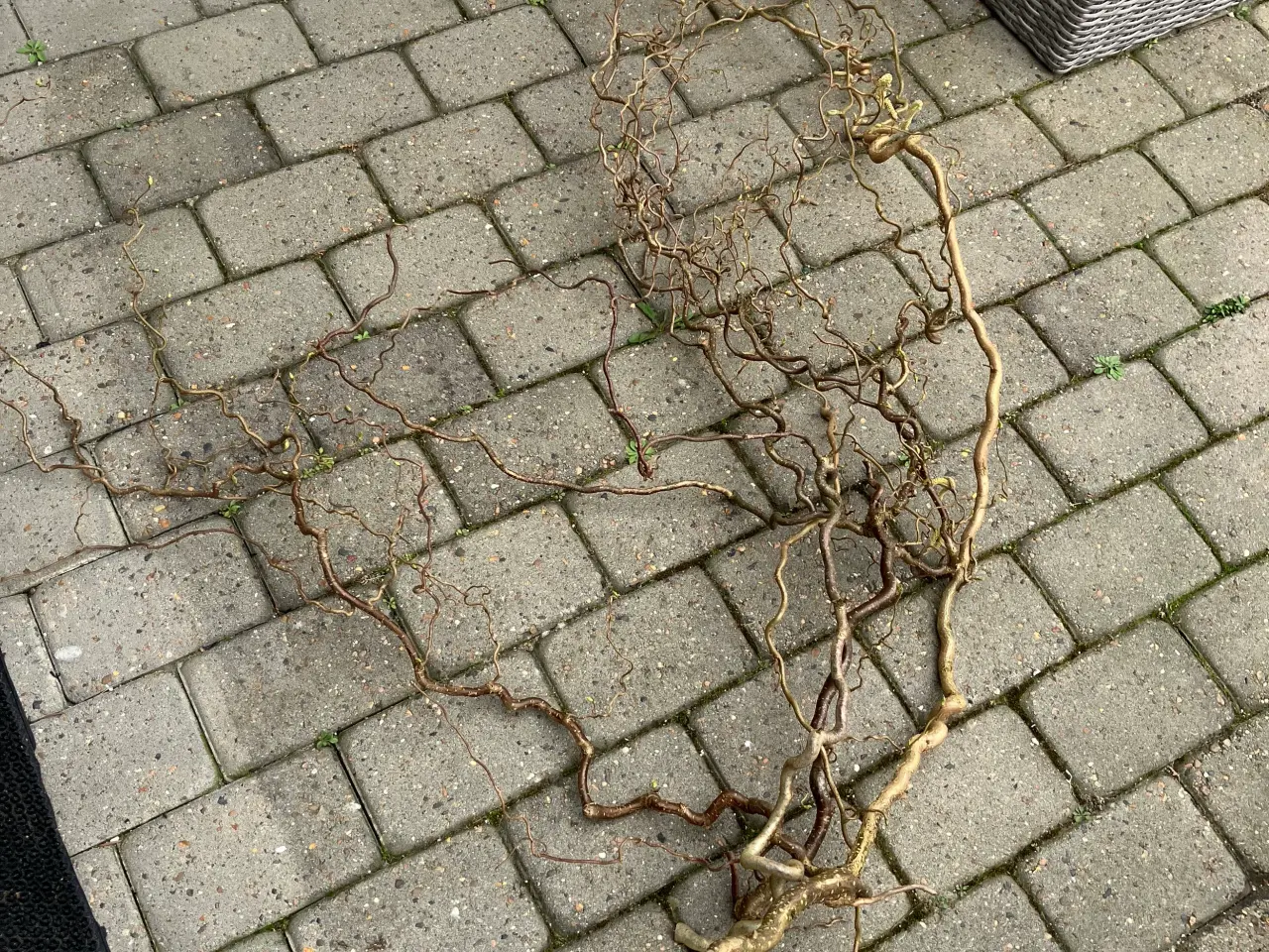 Billede 2 - Troldegrene  nyklippet 
