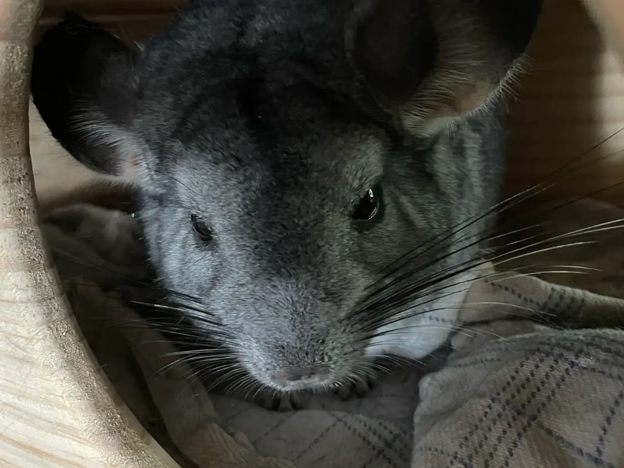 Billede 1 - Chinchilla søger nyt og blivende hjem