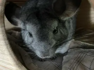Chinchilla søger nyt og blivende hjem