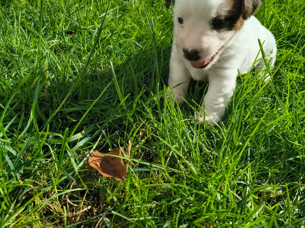 Billede 1 - Jack Russell Terrier hvalpe