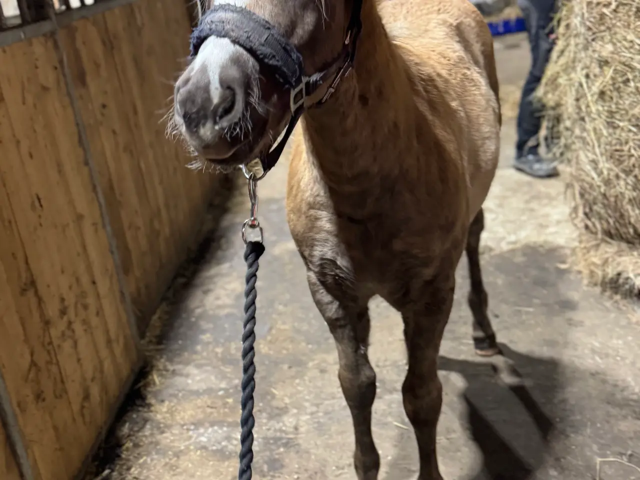 Billede 4 - Haflinger hoppeføl