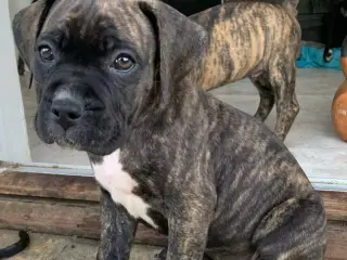 Presa canario / Cane Corso hvalpe - 3