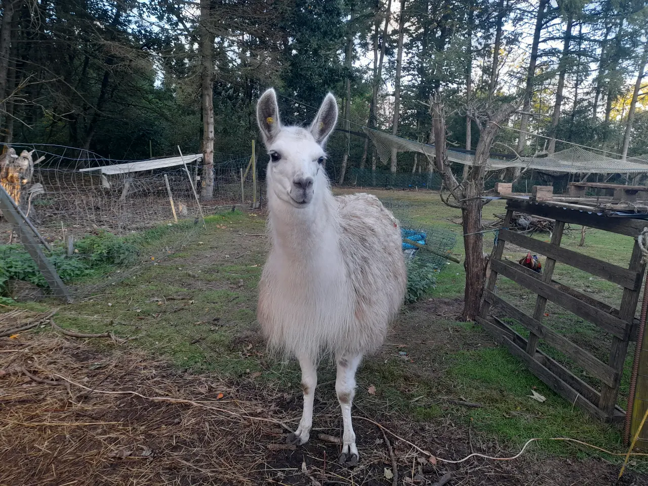 Billede 3 - stor rolig lama hingst