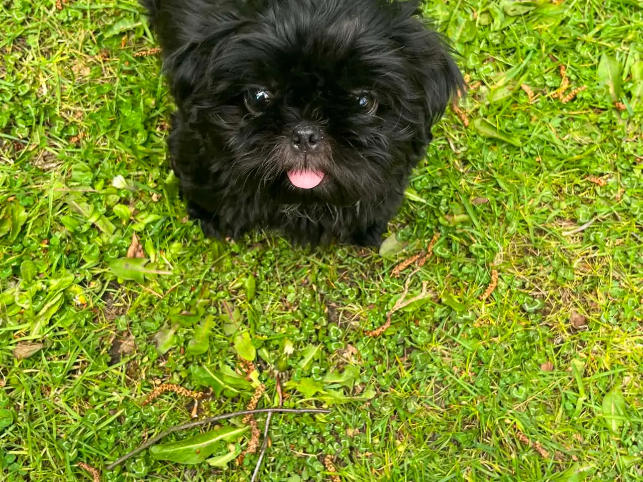 Billede 4 - Shih Tzu Hvalpe flotte sorte
