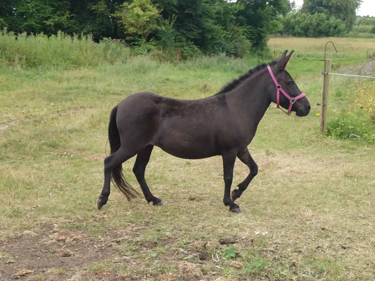 Billede 5 - Muldyr, søger nye græsgange og fold markker🐴