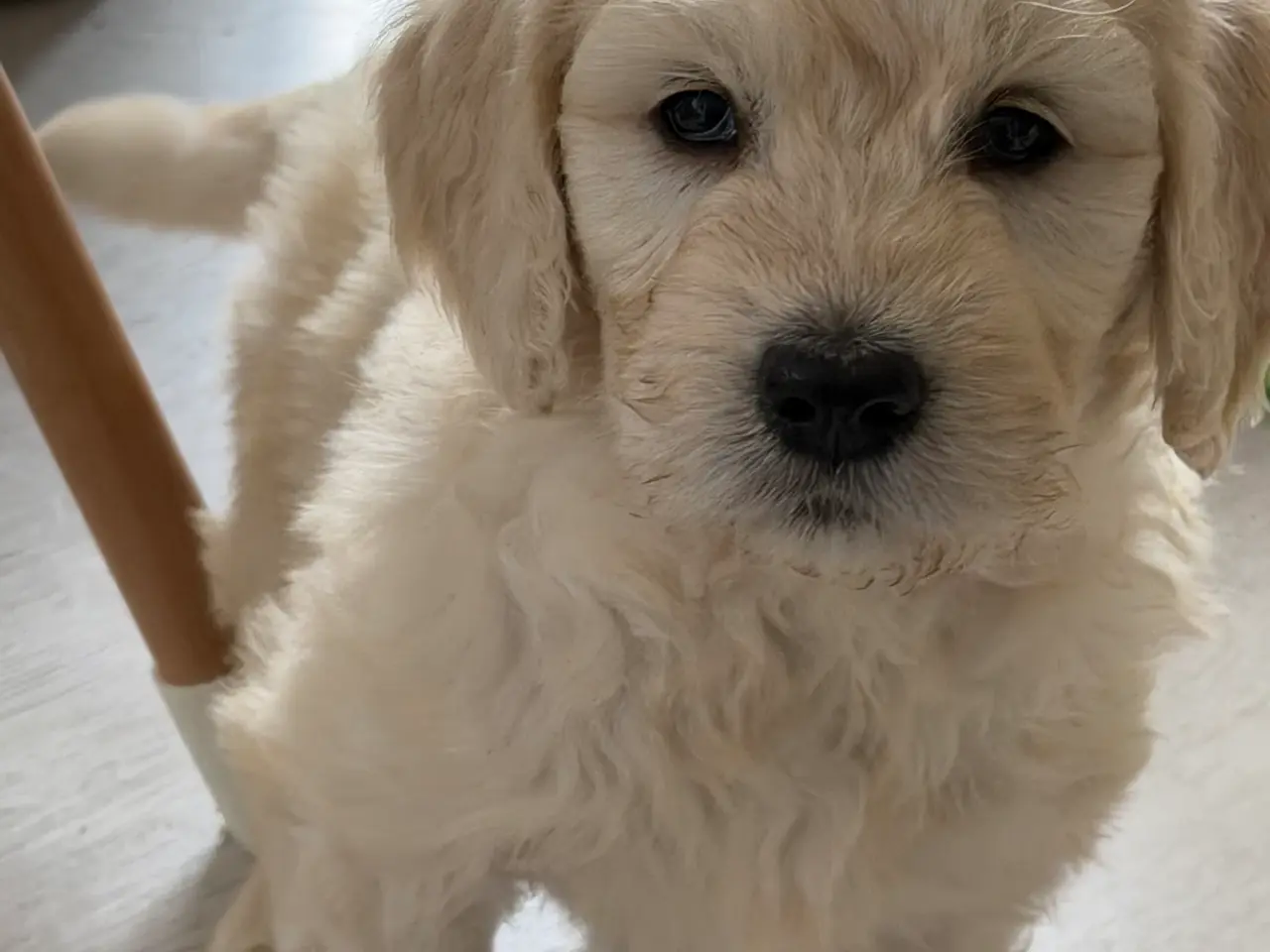 Billede 12 - Efterårstilbud på smukke FB1 Golden doodles