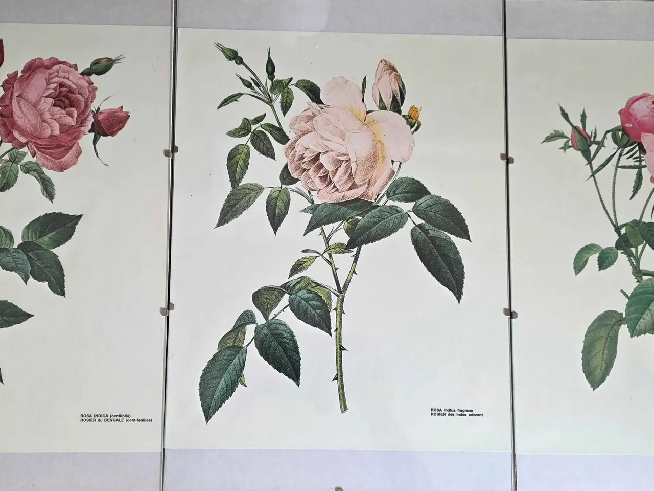 Billede 2 - 5 stk. Flora Danica billeder i skifterammer