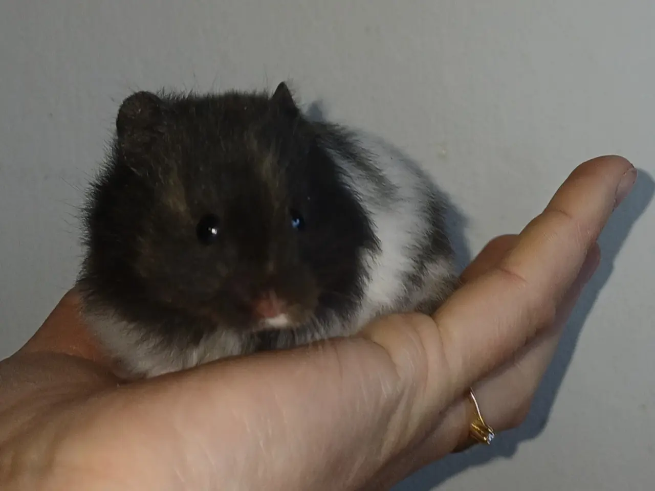 Billede 7 - Guldhamster unger