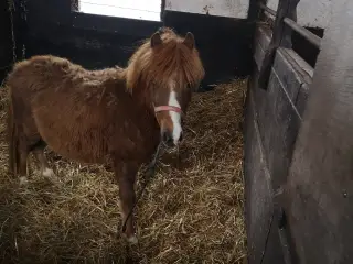 Pony hingst plag