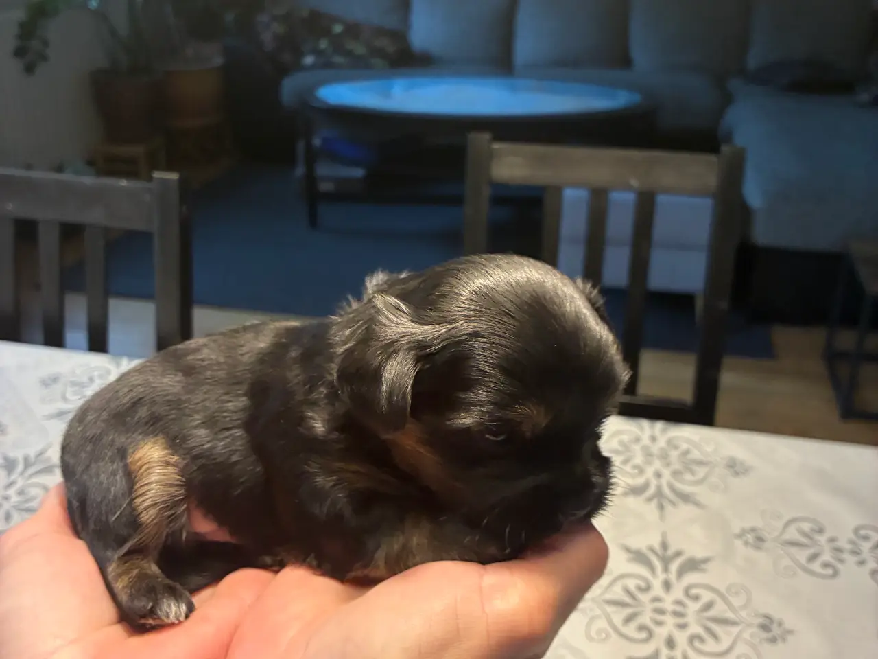 Billede 3 -  Chorkie hvalp