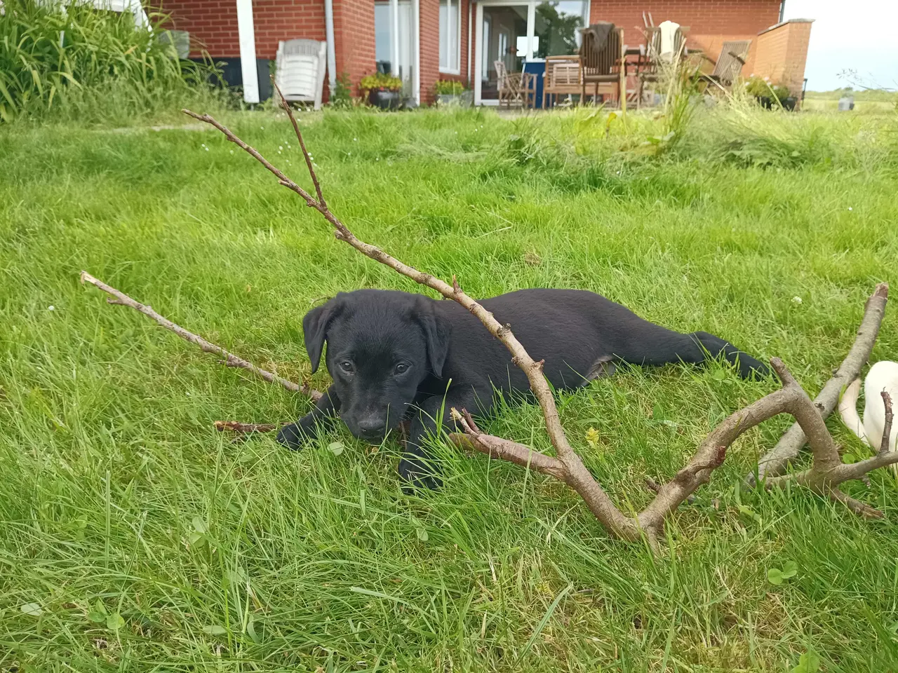 Billede 2 - Labrador hvalpe 