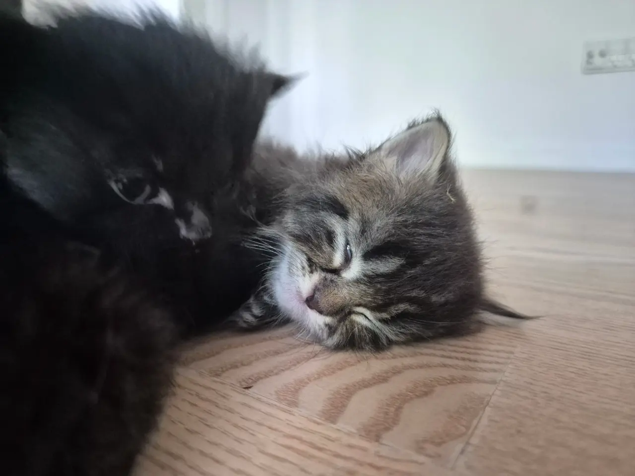 Billede 4 - Maincoon blanding