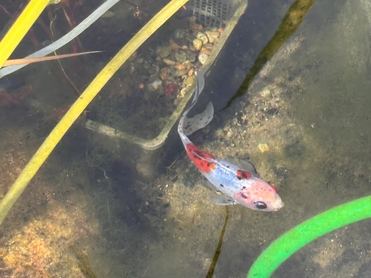 Billede 1 - Flotte guldfisk