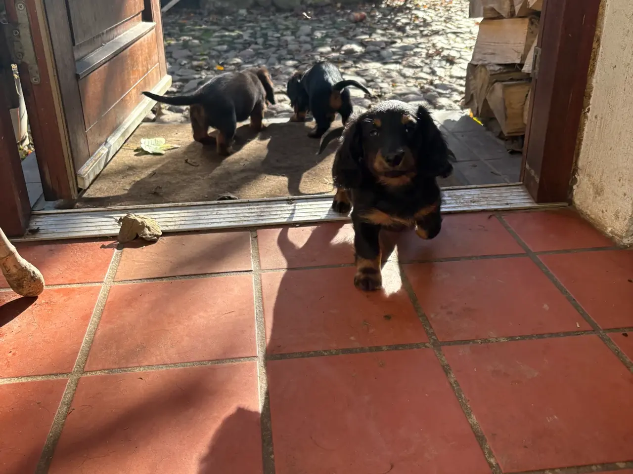 Billede 7 - Gravhunde standard