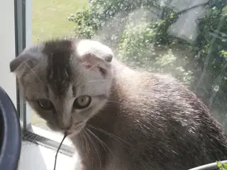 Nara – Sød og blid Scottish Fold hunkat søger kærl - 3
