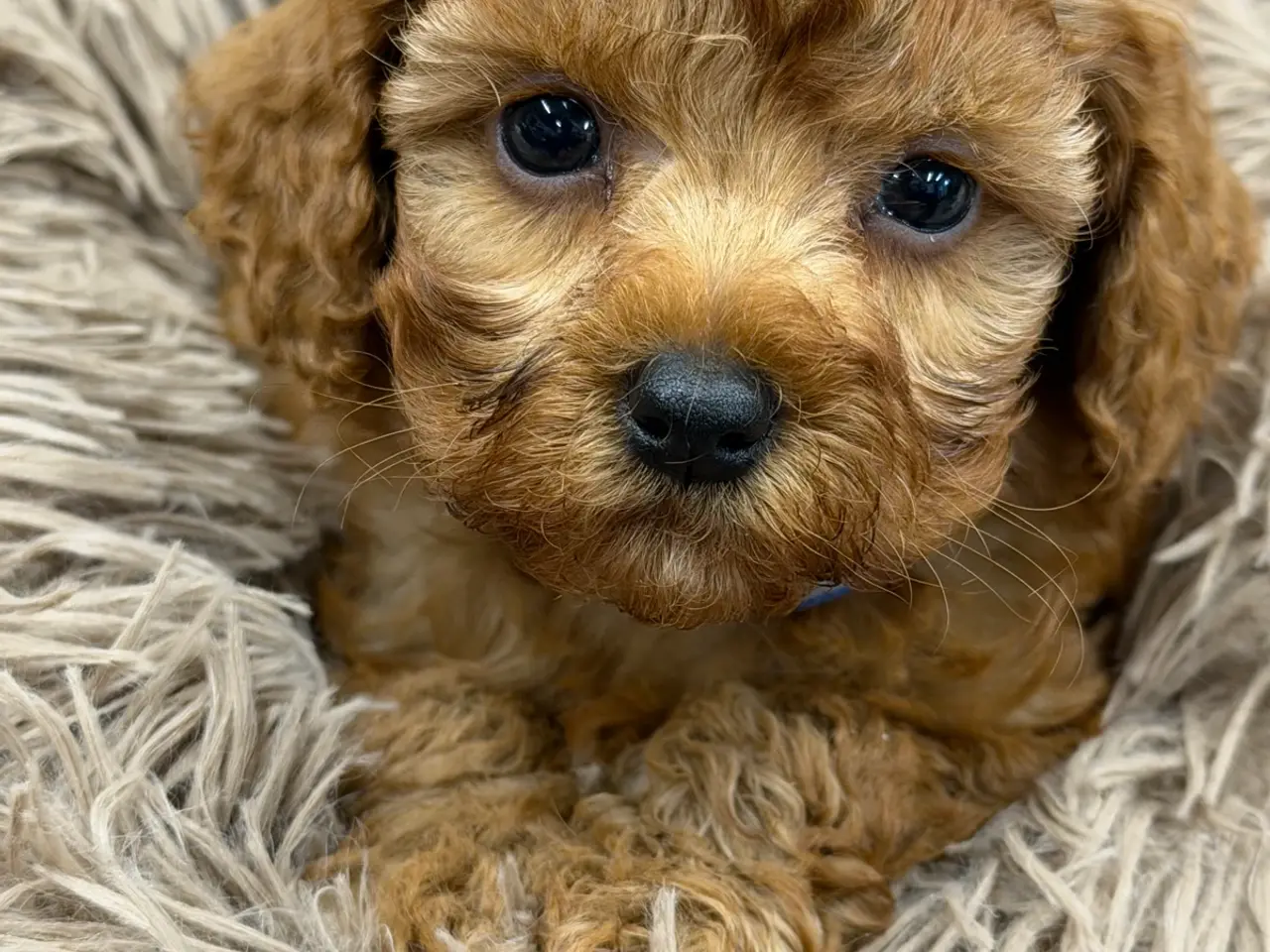 Billede 2 - Skønne mini Maltipoo hvalpe