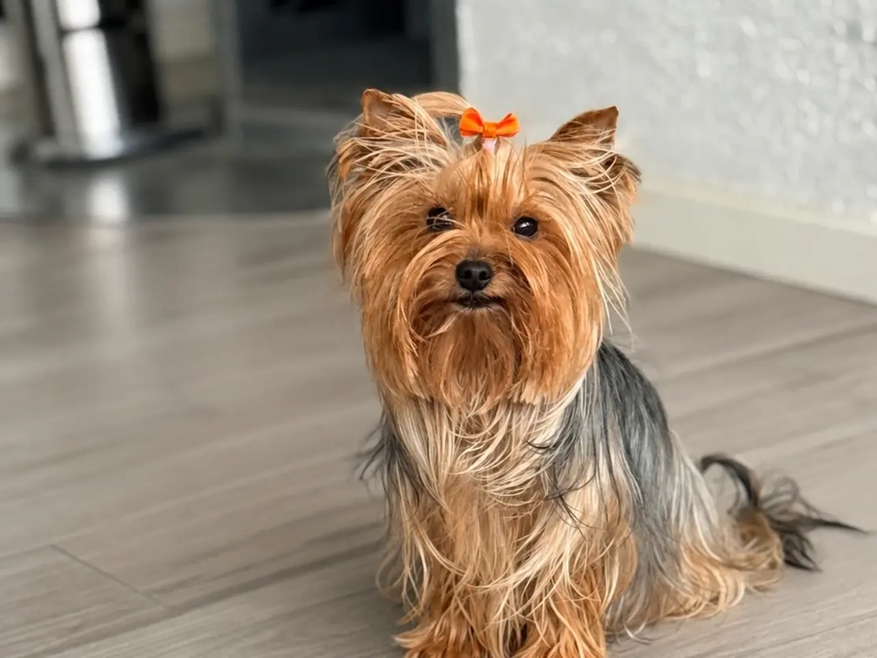 Billede 7 - Yorkshire Terrier leder efter nye familie
