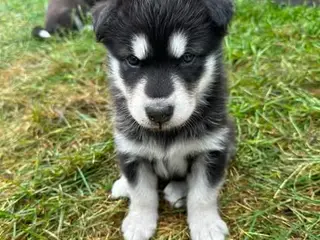 Blandingshvalpe Husky / Malamute/ Samojede - 3