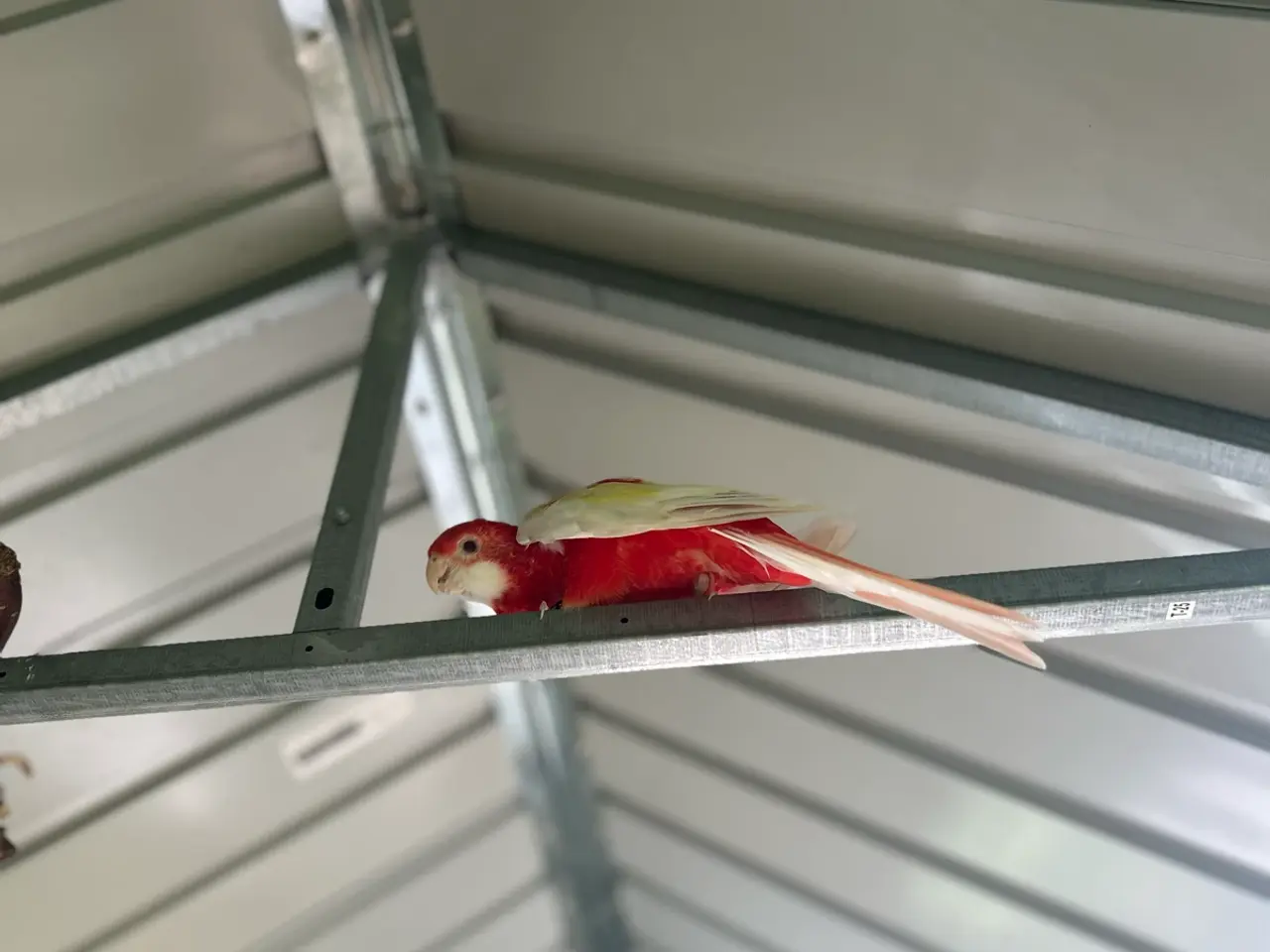 Billede 4 - Rosella Parakit (Crimson Rosella)