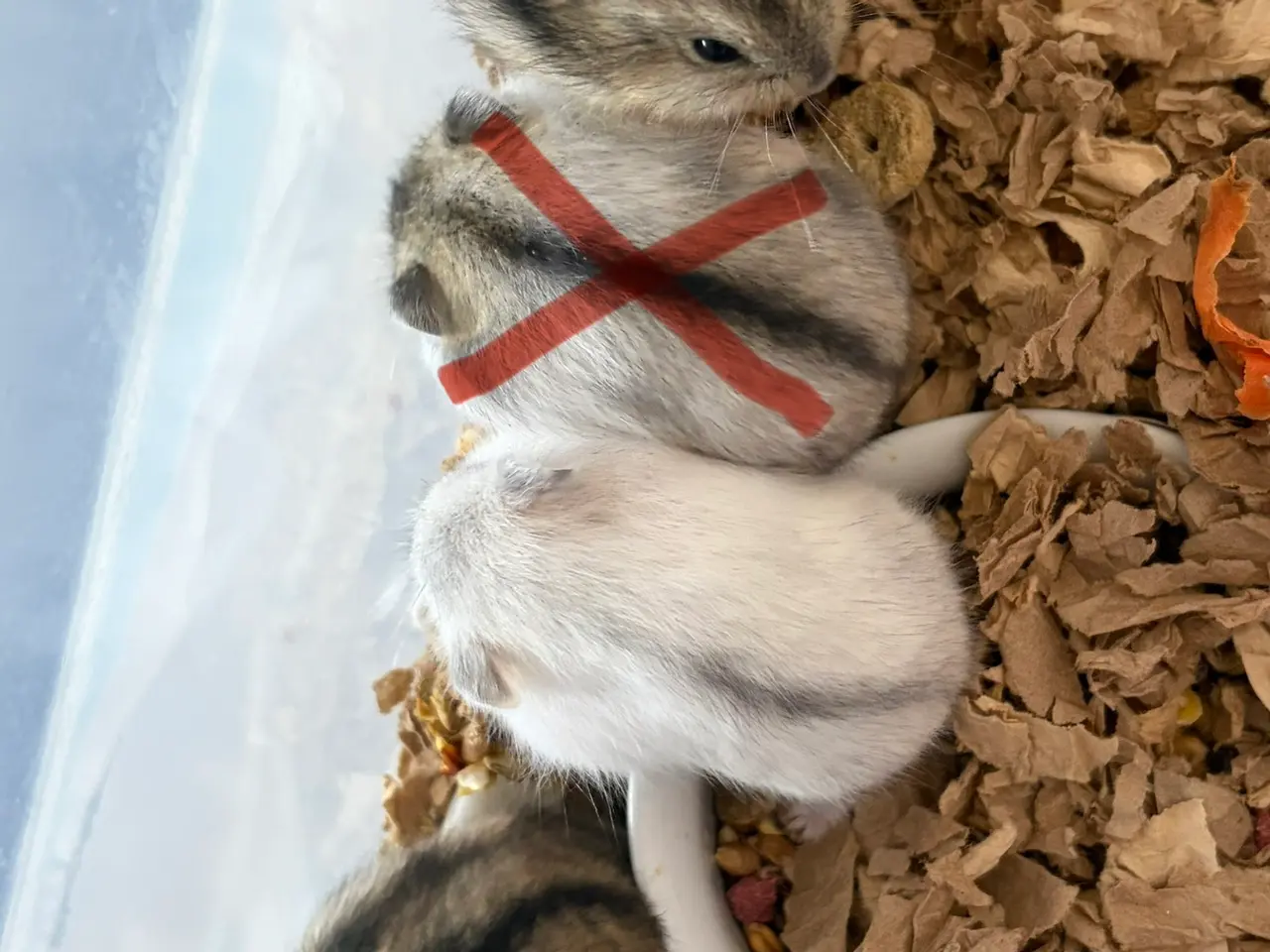 Billede 1 - Djungarian hamsters