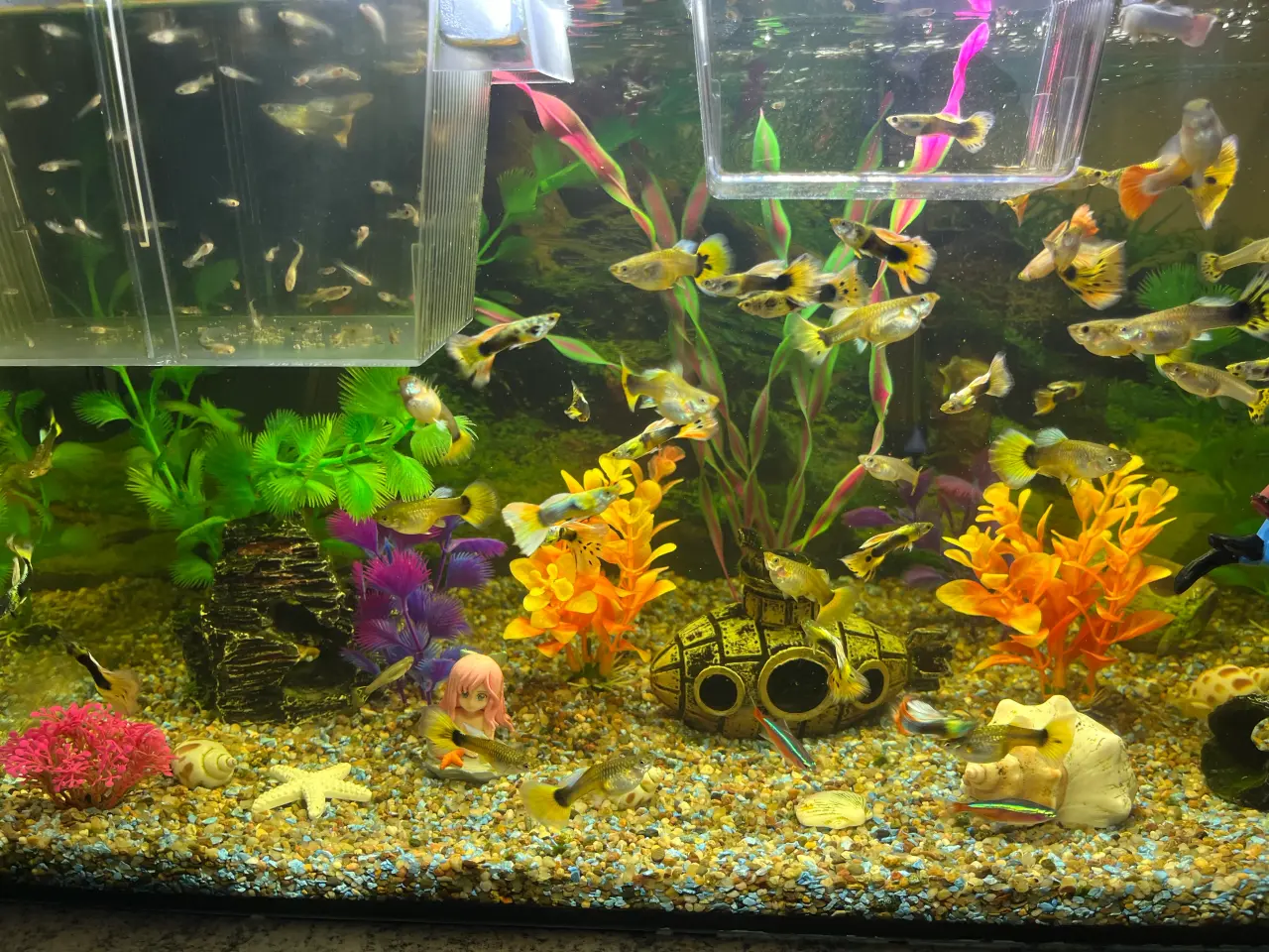 Billede 1 - Guppy mix Fisk unger 