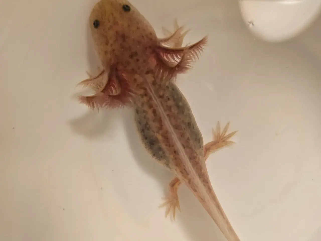 Billede 5 - Axolotl unger fra kendte linjer
