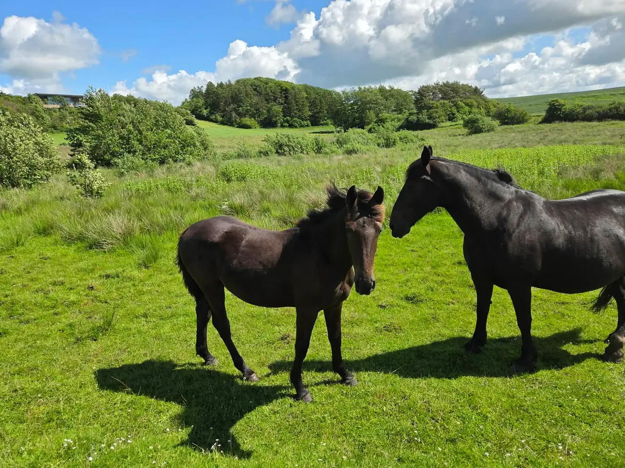 Billede 8 - 1 års hoppe plag